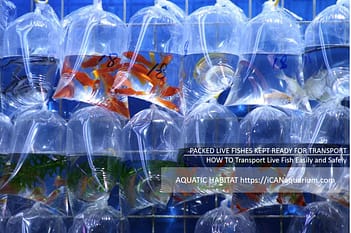 Aquarium Fish Bags Transport  Plastic Bags Fish Transport